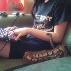seananmcguire:  mother-of-beasties:  xtoxictears:  This is one of my favourite pictures of Kagura.:’) She likes to sit like a people and watch the laptop/TV  oh my God that is the cutest snake ever.  BABBY 