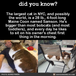 did-you-kno: The largest cat in NYC, and possibly the world, is a 28 lb., 4-foot-long  Maine Coon named Samson. He’s  bigger than most bobcats (and most  toddlers), and every day he likes  to sit on his owner’s chest first  thing in the morning. 