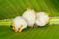 catbountry:  gingersnp:  The fact that in the world there exists tiny cotton ball bats in tiny bat communities that cling to the bottom of folded leaves makes all the shitty stuff that exists totally ok.  Honduran White Bats is the cutest. 