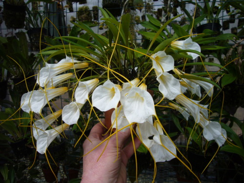 orchid-a-day:  Masdevallia daturaMay 12, 2020