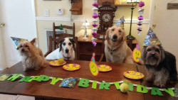 thorinobsessed:  awwww-cute:  We threw a birthday party for my friend’s dog. The other dogs invited had a blast  one of them is actually smiling 