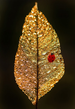 Ruby and gold (ladybug on a leaf skeleton)