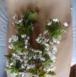 I&rsquo;m dying, this is so pretty pretty-penis:  (over 18)  Cherry Blossoms. 
