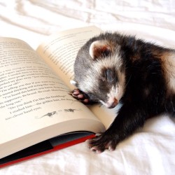 the-book-ferret:  Quigley was trying to help me read but he was too tired after playing in the park! &lt;3 #quigley #sweetboy #fert #ferret #ferretfriday #ferretsofinstagram #furbaby #fuzzbutt #instaferret #petsofinstagram #sosleepy #books #bookcuddler