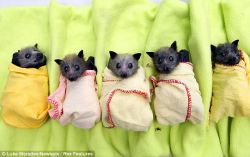 exp3ctopatr0num:  socali-dreamer:  little baby bats in little baby bat blankets  I can’t handle how cute this is 