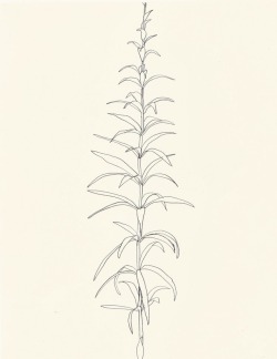 evokesart:  Ellsworth Kelly - Plant Drawings, Lily, 1960 Follow my Instagram account here: evokes_art