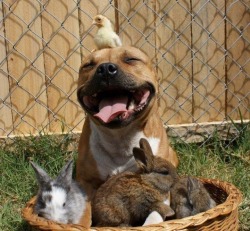 danielleja:  daycaredropout:  the vicious pitbull in its naturally godless killing rage   But where are its ears though?