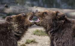 Back off, fish-breath (Grizzly bears)