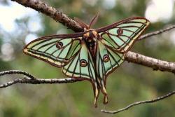 Flights of fantasy (Luna moth, found in the eastern U.S.)