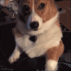 4gifs:  Corgi insists on being top paw. [video]