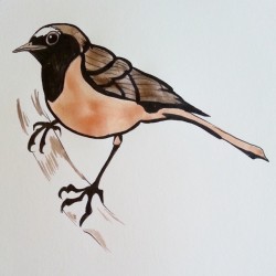 Bird study. Ink and watercolor.