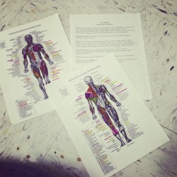 Examencito no te compliques y se facilito&hellip;.! #test #muscule #anatomia #cuerpo #humano
