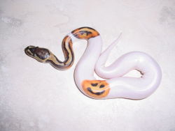 all-seeing-v:  October is here! How about some happy Jack-O-Lanterns on Ball Pythons to get you in the spirit of Halloween?! (x) (x) 