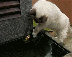 gifsboom:Cat helps out his fish.