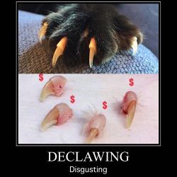 nerdwhalxd:  cisnowflake:  tiredassassin:  furlockhound:  berettasalts:  shady-mami-is-shady:  celticpyro:  thepawproject:  Please share this with anyone out there who thinks that declawing isn’t amputation. It most certainly is amputation. #pawproject