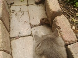 catsbeaversandducks:  Chipmunk: “O HAI! Wanna be friends? We should be friends!”Cat: “Oh ok!”Via Love Meow