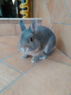 bony-the-bunny:  Happy Sunday, humans!