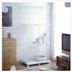 Smartest cat owner in the world!!!! #pets #cat #caged #smh