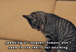 f-ingtriangle:  angryginger:  - “A Cat’s Guide To Taking Care of Your Human” [x]  I don’t even like cats and this is cute. 