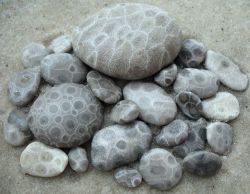 theleoisallinthemind:Petoskey stones ~ fossilized coral that lived 350 million years ago - the rocks rounded in the surf along the shore of Lake Michigan near Petosky, Michigan