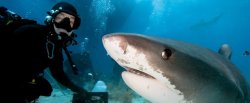 sharkhugger:  Article: Selfies have killed more people than sharks this year, reports showHumans: still the world’s deadliest predator.  According to media reports, at least 12 people have been killed in selfie-related incidents so far in 2015 and