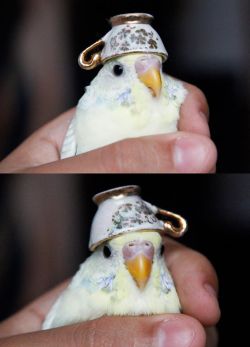 the-guardian-of-fun:  avianawareness:  birb here to teach you how to fashion wit styles   You got a cuppy cup on your head :’D