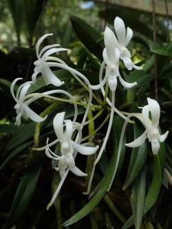 orchid-a-day:  Vanda falcataSyn.: Neofinetia falcata et al. August 23, 2017