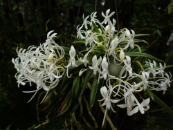 orchid-a-day:  Vanda falcata (Amami Island)Syn.: Neofinetia falcata et al.August 12, 2019 