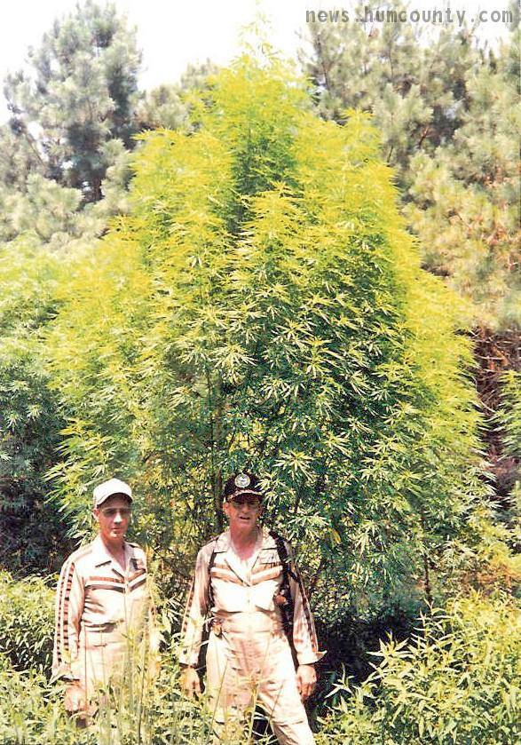 Marijuana plant male or female