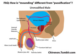 slave624339064: chirenon:  I frequently am asked about the difference between “mounding” and “pussification” (since I create stories about both procedures, along with a number of other erotic fantasy procedures). Although both procedures are