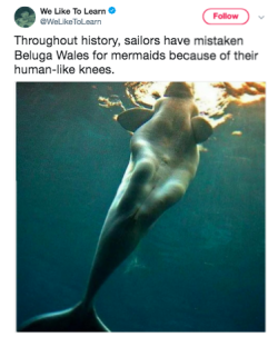 sex-obsessed-lesbian:  jon-lox:  kenken-b: BELUGA BABE beluga buss it open  I… am not sure how to feel about this.(But also, what sort of mermaids have knees?!)