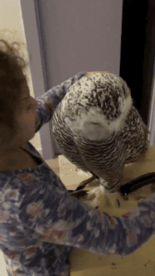 sushinfood:  harostar:  dr-vegapunk:  refriga-rei-tor:  pepper-peen-queen:  gifsboom:  Owl love you. [video]  I WANT TO HUG AN OWL  @colonelowl  @icamon-chan  This is the cutest thing in the world.  I’ve seen some people complain about how the Owl is