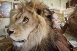 egocollatisviribus:  These photographs show Tippi Hedren — star of Alfred Hitchcock’s The Birds — with her husband, director Noel Marshall, and her daughter, actress Melanie Griffith, and their lion, Neil.  Hedren founded Roar Foundation and Shambala