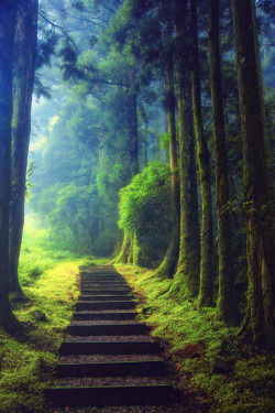 travelgurus:  Beautiful Forest Path at Taoyuan, Taiwan by   Hanson Mao     Travel Gurus - Follow for more Nature Photographies!    