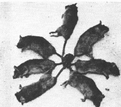 Rat kings are phenomena said to arise when a number of rats become intertwined at their tails. Historically, there are various superstitions surrounding rat kings, and they were often seen as an extremely bad omen, particularly associated with plagues.