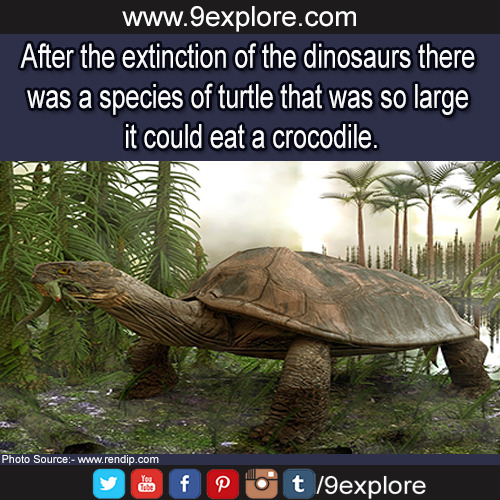 Did you KNOW?! - (and other useless facts!) - Page 2 Tumblr_na8yeq8V4h1ti5uwoo1_500