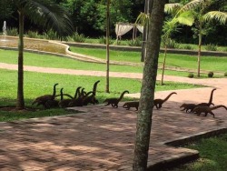 celticpyro: thequietpartloud: Straight up thought this was a herd of tiny brachiosaurs crossing the sidewalk  They do move in herds. 