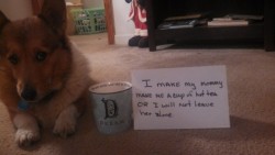 last-snowfall:  dogshaming:  Not My Cup of Tea My wife started giving our Corgi some hot tea during the Winter. Now whenever she makes herself a cup of hot tea, she will make him a cup of hot tea or he will not let her drink her tea in peace.   If someone