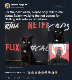 fyeahriverdale:  The cat playing Salem in Chilling Adventures of Sabrina walks the red carpet.