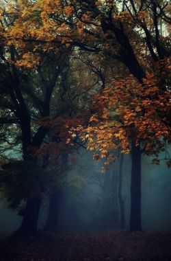 bluepueblo:  Into the Mystic, Herbst, Germany photo via faith 