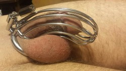 dominatingmexicanbean420:  Husband’s small dick in a big cage