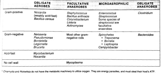 Bacteria Taxonomy Chart