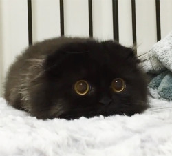 dawwwwfactory:  Gimo, The Cat With The Biggest Eyes Ever Wanna get a free Lush bath bomb? Click here and reply with which one you chose!