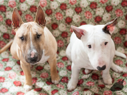 bullterrierlove:  Hermann and Hedvig by LNormann on Flickr.