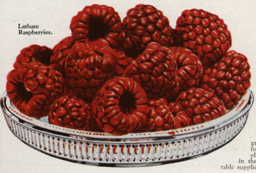 nemfrog:  “Latham raspberries.” Krider nurseries catalog. 1934. Internet Archive 
