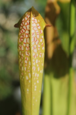 bizzareplants:  The amazing Sarracenia minor is my personal favorite species of American pitcher plant. The pitchers are generally under 14″ tall, but what they lack in size, they make up for with expertly designed traps. This species of pitcher plant