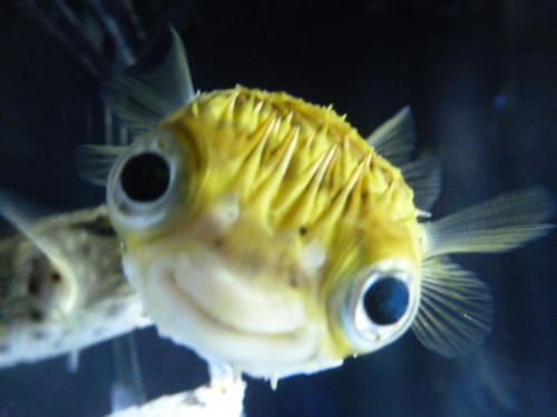fish: porcupine puffer  Tumblr