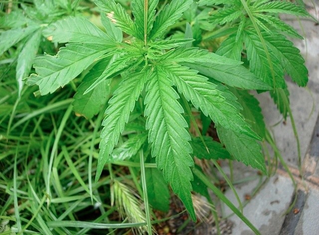 What do marijuana plants look like