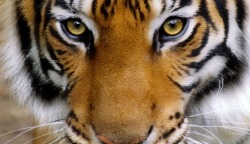 invaderxan:  Siberian tiger appreciation post