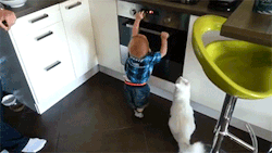 phoenixwrites:sizvideos:Cat Protects Little Boy From the Hot StoveVideoLITTLE HUMAN.  MOVE AWAY.  THIS IS NOT FOR TOUCHING.
